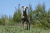 GREYHOUND 138
